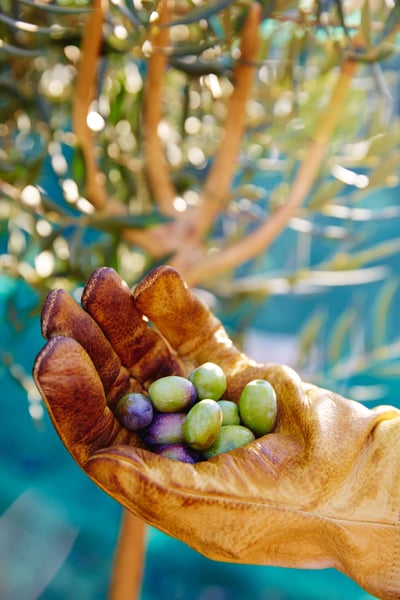 Olive harvest